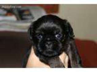 Brussels Griffon Puppy for sale in Davison, MI, USA