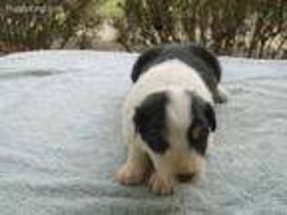 Australian Shepherd Puppy for sale in Charleston, WV, USA