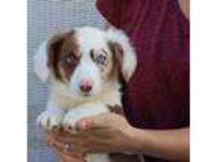 Cardigan Welsh Corgi Puppy for sale in Glen Saint Mary, FL, USA
