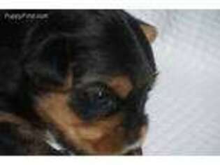 Yorkshire Terrier Puppy for sale in Central Islip, NY, USA