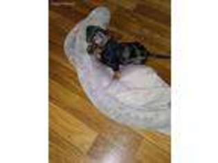 Dachshund Puppy for sale in Avon Park, FL, USA