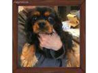 Cavalier King Charles Spaniel Puppy for sale in Avon, IN, USA