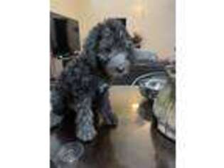 Bedlington Terrier Puppy for sale in Kissimmee, FL, USA