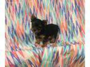 Yorkshire Terrier Puppy for sale in Sulphur, LA, USA