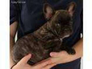 French Bulldog Puppy for sale in Clarion, PA, USA