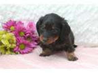 Dachshund Puppy for sale in Mio, MI, USA