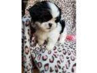 Mutt Puppy for sale in Purlear, NC, USA