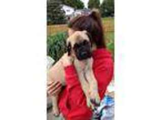 Mastiff Puppy for sale in Warsaw, IN, USA