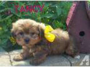 Shorkie Tzu Puppy for sale in CANTON, OH, USA