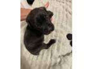 Cane Corso Puppy for sale in Clearwater, FL, USA