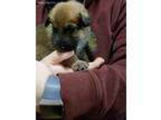 German Shepherd Dog Puppy for sale in Watertown, NY, USA