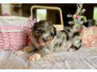 Australian Shepherd Puppy for sale in Ozark, MO, USA