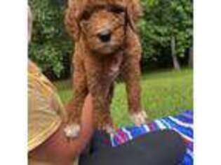 Mutt Puppy for sale in Clemson, SC, USA