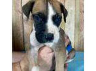 Great Dane Puppy for sale in Crystal River, FL, USA