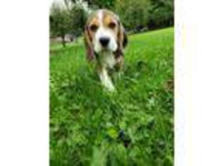 Beagle Puppy for sale in Brockway, PA, USA