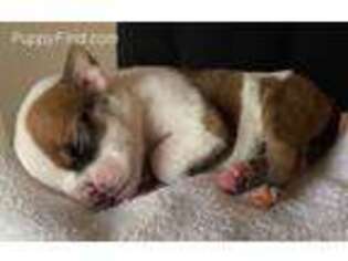 Bulldog Puppy for sale in Fallon, NV, USA