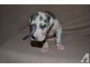 Great Dane Puppy for sale in ELMIRA, NY, USA