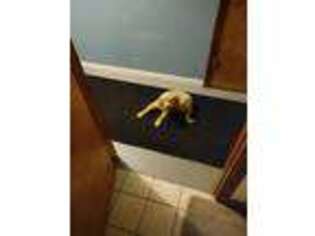 Golden Retriever Puppy for sale in Hazel Crest, IL, USA