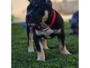 Mutt Puppy for sale in Irvine, CA, USA