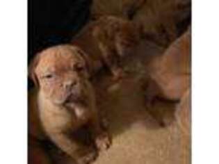 American Bull Dogue De Bordeaux Puppy for sale in Moreno Valley, CA, USA