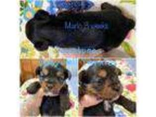 Yorkshire Terrier Puppy for sale in Erin, TN, USA