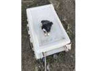 Shetland Sheepdog Puppy for sale in Brighton, CO, USA