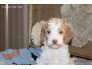 Brittany Puppy for sale in Commerce, GA, USA