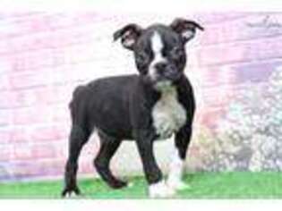 Boston Terrier Puppy for sale in Baltimore, MD, USA