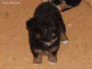 Miniature Australian Shepherd Puppy for sale in Jamestown, TN, USA