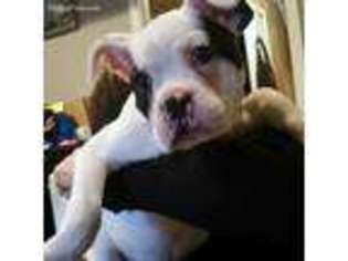 Boston Terrier Puppy for sale in North Brunswick, NJ, USA