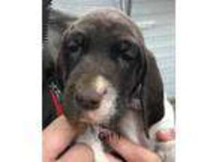 German Shorthaired Pointer Puppy for sale in Spencer, WV, USA