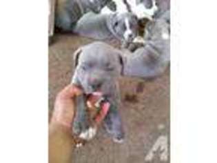 Mutt Puppy for sale in UKIAH, CA, USA