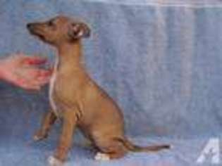 Italian Greyhound Puppy for sale in INYOKERN, CA, USA