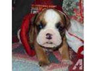 Bulldog Puppy for sale in FOUR OAKS, NC, USA