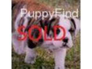 Olde English Bulldogge Puppy for sale in Scott, LA, USA