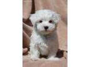 Maltese Puppy for sale in Glade Hill, VA, USA