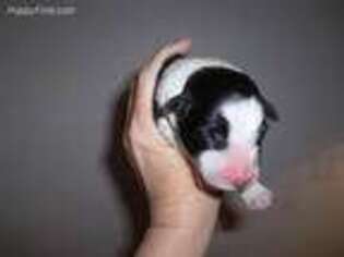 Border Collie Puppy for sale in Pearce, AZ, USA