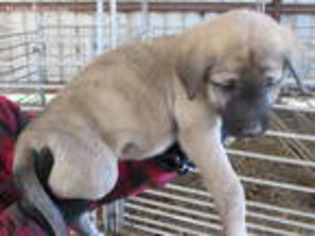 Anatolian Shepherd Puppy for sale in Iva, SC, USA