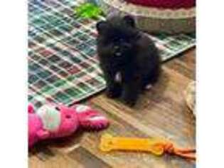 Pomeranian Puppy for sale in Green Bay, WI, USA