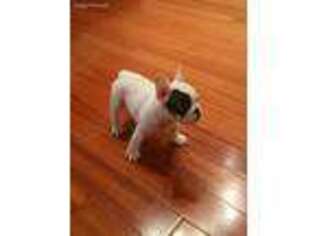 French Bulldog Puppy for sale in Newtown, CT, USA