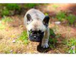 French Bulldog Puppy for sale in JACKSON, CA, USA