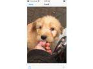 Goldendoodle Puppy for sale in Veneta, OR, USA