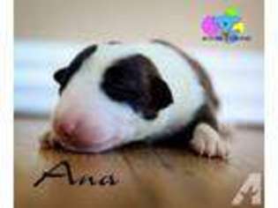 Bull Terrier Puppy for sale in SAN FRANCISCO, CA, USA
