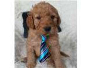 Goldendoodle Puppy for sale in Lampasas, TX, USA