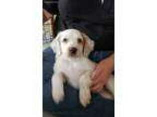 English Setter Puppy for sale in Friedens, PA, USA
