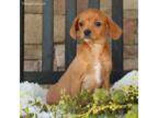 Cavapoo Puppy for sale in Narvon, PA, USA