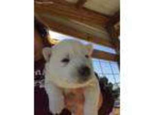 Siberian Husky Puppy for sale in Emory, TX, USA