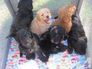 Goldendoodle Puppy for sale in MAGNOLIA, TX, USA