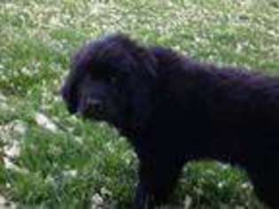 Newfoundland Puppy for sale in Brewster, WA, USA