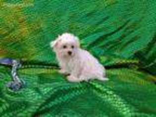 Maltese Puppy for sale in Raleigh, NC, USA